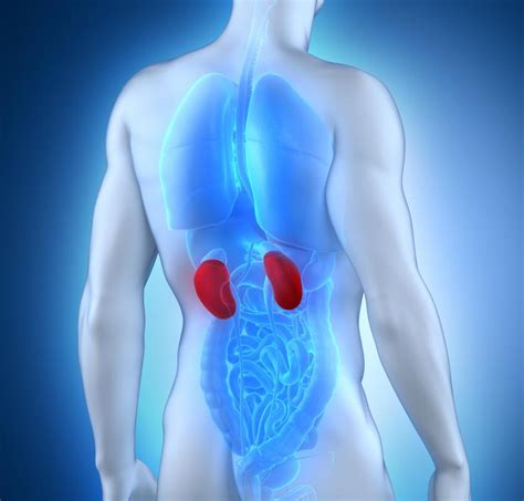 What Causes Kidney Ache With Pictures