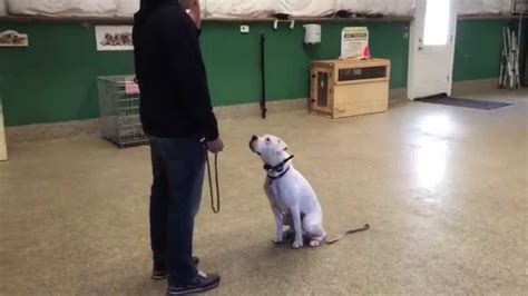 Board And Train Layla 1yr Old Deaf Boxer Youtube