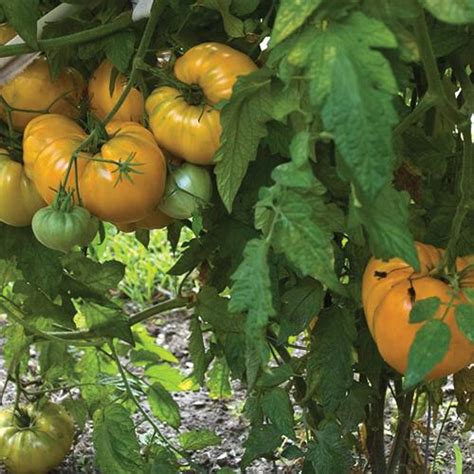 Tomato Orange Strawberry Oxheart Orange Strawberry Oxheart Tomato