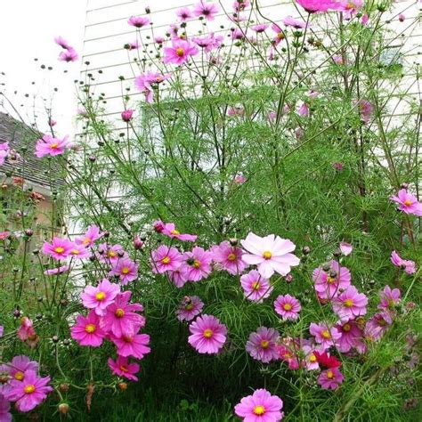 Cosmos Sensation Mix Flower Seeds Easy To Grow Cosmos Flower Seeds
