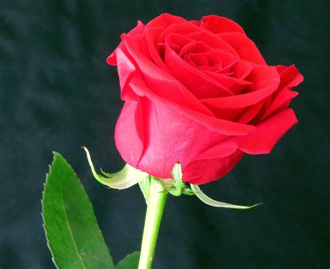 32 Gambar Bunga Red Rose Galeri Bunga Hd