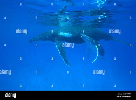 Humpback Whale Mother And Calfmegaptera Novaeangliaevavau Tonga