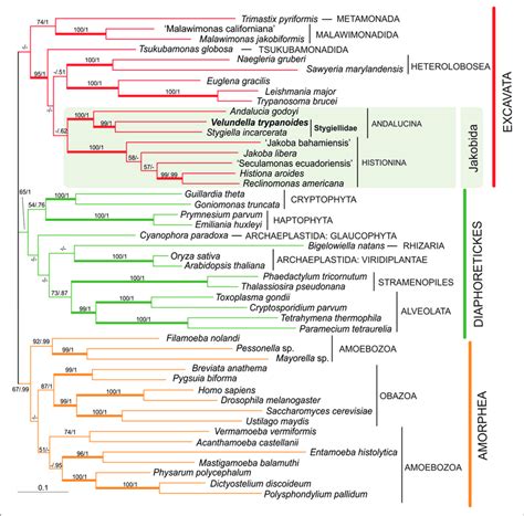 Eukaryote Phylogenetic Tree