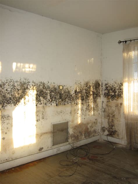 Basement Mold Removal In Kings County Ny