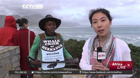 South Africas Annual Hermanus Whale Festival Gets Underway Youtube