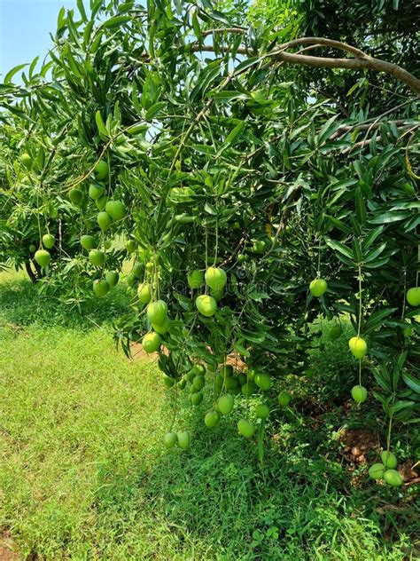 Beautiful Mango Garden With Mangoes Stock Image Image Of Mangotree