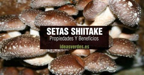 Shiitake Propiedades Beneficios Y Contraindicaciones De Estas Setas