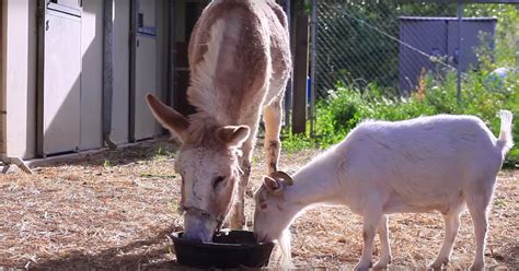 Donkey Comforts Heartbroken Goat Heals Broken Heart And Theres A Twist