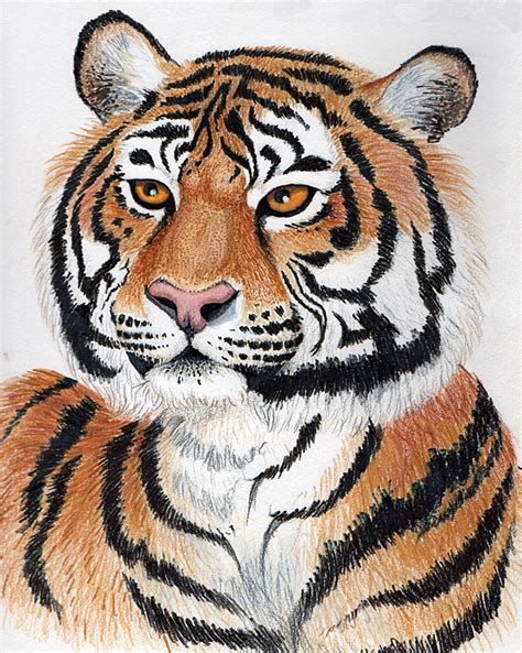 Bengal Tiger Drawing At Getdrawings Free Download
