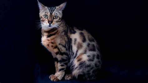 Why Bengal Cats Are Legal In Every State Iconic Bengal Cat Breeders