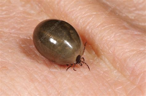 Fully Engorged Deer Tick Stock Image C0117854 Science Photo Library
