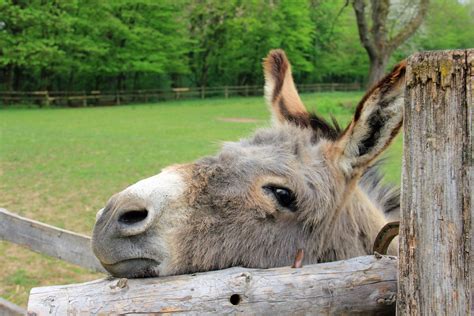 Free Images Animal Wildlife Zoo Mammal Fauna Donkey Eyes Ears