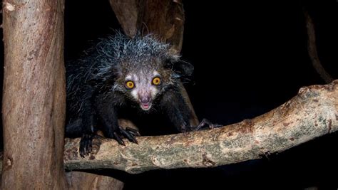 With Its Big Eyes Bushy Tail And Sensitive Ears The Aye Aye May