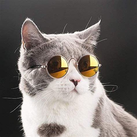 Cool Cat With Sunglasses Pet Sunglasses Cat Sunglasses Cat