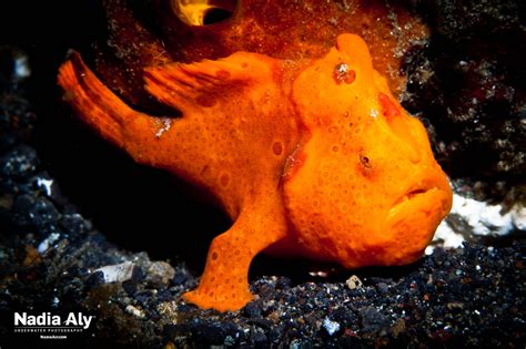 Marine Species Frogfish Scuba Diver Life