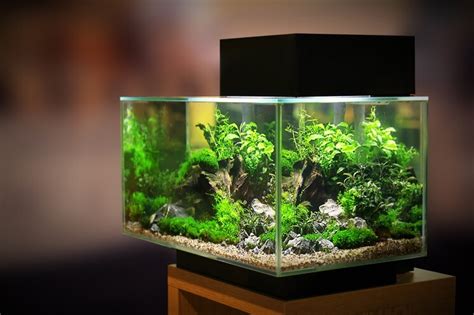 40 Gallon Fish Tank Everything You Need To Know Everything Fishkeeping