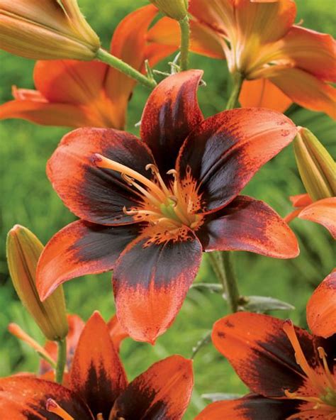 Easy Samba Asiatic Lily Veseys Asiatic Lilies Showy Flowers