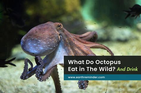 What Do Octopus Eat And Drink In The Wild Earth Reminder