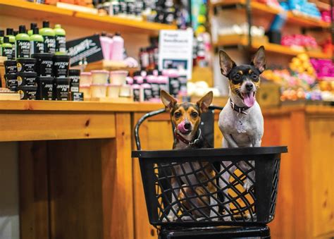 Pet-Friendly Stores | Pet Companion Magazine