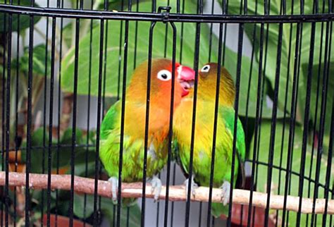 Penjelasan Dan Cara Mengenai Setting Lovebird Untuk Lomba Sistem