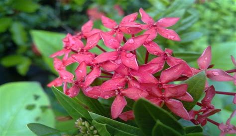 Nama cairan bunga yang dihisap lebah. Bunga Asoka, Tanaman Manis yang Sering Dihisap Bocah ...