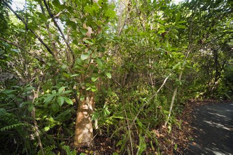 Gumbo Limbo Tree Amongst Other Vegetation At Everglades National Park