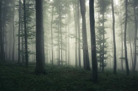 Fantasy Forest With Fog And Surreal Light Stock Image