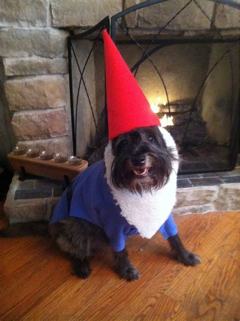 My Dogs Gnome Costume Rsewing