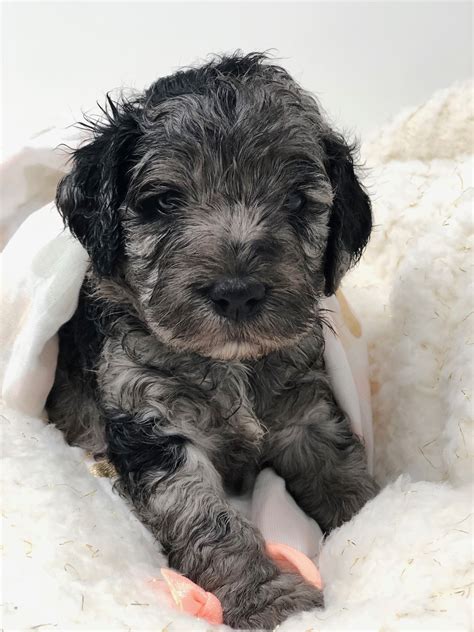 Litter fully reserved expected weight: Merle Australian Labradoodle Puppy | Australian ...