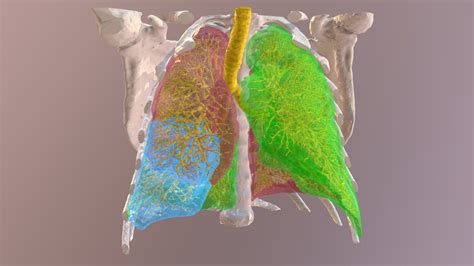 3d Model Of A Ct Scan Of The Lungs In 2021 Lunges Free 3d Models 3d
