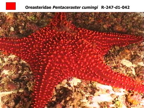 The Echinoblog Starfish From Deep Sea Hawaii What Lives Below A