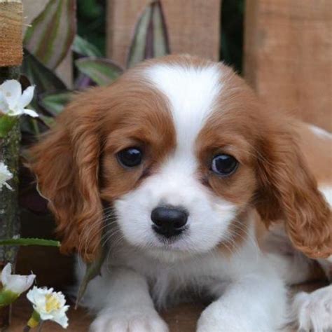 The goals and purposes of this breed standard include: Cavalier King Charles Spaniel Puppies For Sale | Canton ...