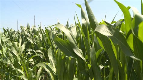 Warm Temperatures Helping Corn Crops To Catch Up