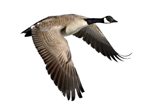 Goose clipart canadian goose, Goose canadian goose Transparent FREE for download on ...