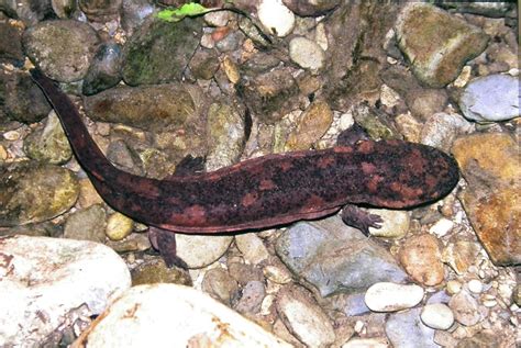 Chinese Giant Salamander Predators Feeding Time For Critically