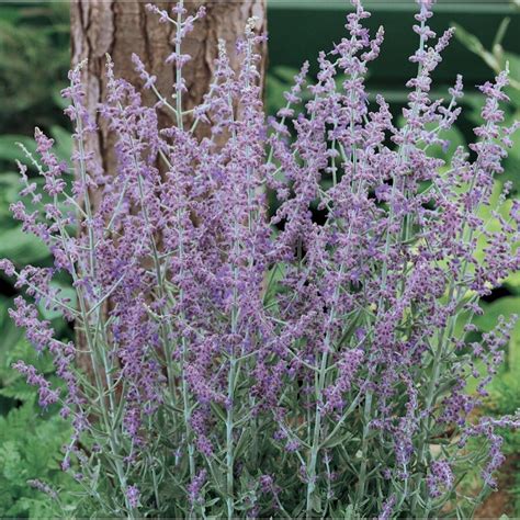 35 Gallon Potted Russian Sage L5491 At
