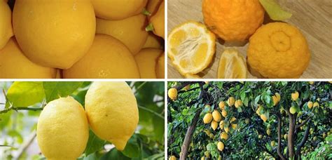 Organic Lemons Are Great For Your Health Harvest2u
