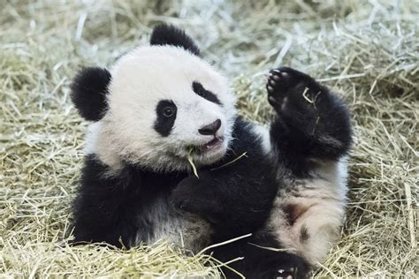 Giant Panda Species Protection Project Vienna Zoo