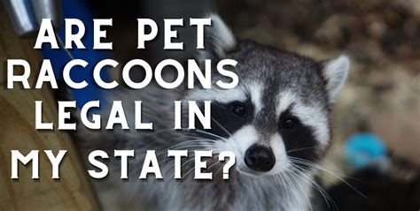 Are Pet Raccoons Legal In My State Exotic Pet Wonderland