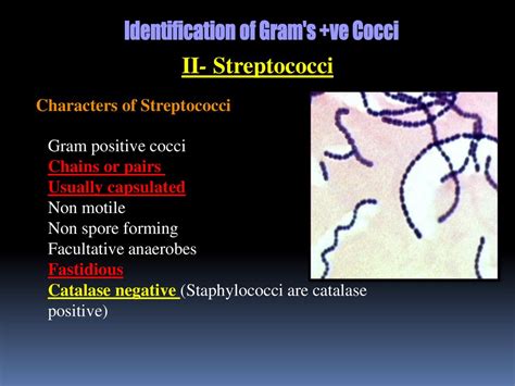 Ii Streptococci Characters Of Streptococci Gram Positive Cocci Ppt Download