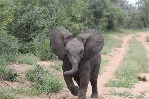 Interesting Facts About Baby Elephants Kapama Blog