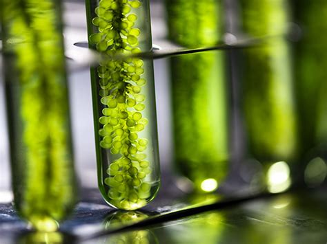Developments In Algae Based Photosynthetic Materials