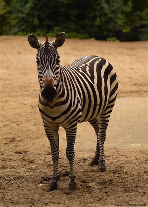 Zebra Zoo  Find On Er