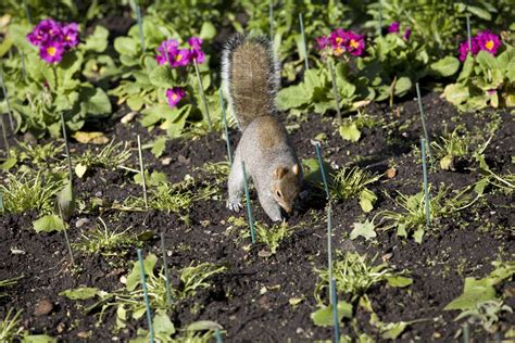 Check spelling or type a new query. How to Keep Backyard Pests From Ruining Your Garden