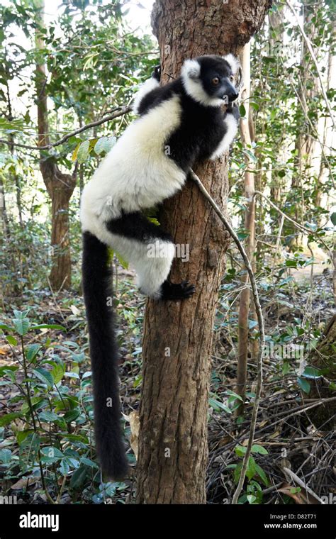 Black And White Ruffed Lemur Lemurs Island Andasibe Madagascar Stock