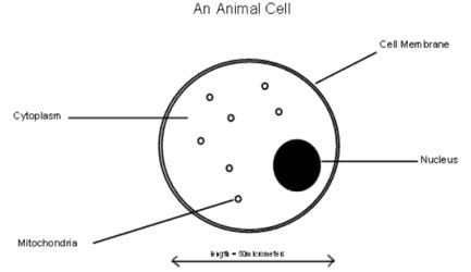 Cells are made up of different parts. Animal Cells | ks3-science