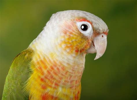 Moon Cheek Conure Everything You Need To Know Imparrot