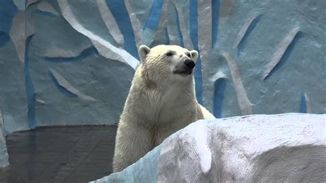 Gerda The Polar Bear Shows Her High Profile At Novosibirsk Zoo Russia
