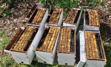 2023 Beekeepers Kick Off Central Coast Beekeepers Alliance