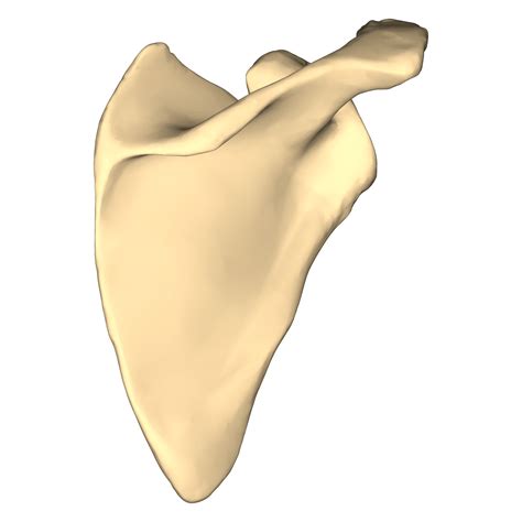 Fileright Scapula Close Up Posterior Viewpng Wikimedia Commons